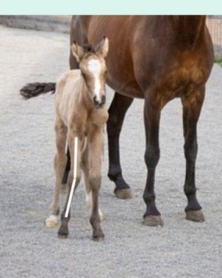 Suivi ostéopathique des jeunes : poulains, chiots ou chatons